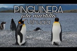 ¿Cuando hay pingüinos en isla Martillo?
