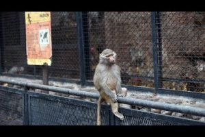 Animales del Zoo de Mendoza: ¿Cuáles quedan?