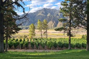 Turismo en Mendoza, Argentina: ¡Descubre el paraíso del vino y la aventura en América Latina!